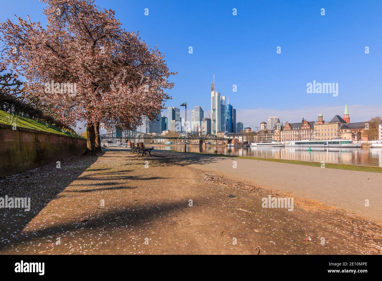 Bank on the river Main With a view of the skyline of Frankfurt. Park and city view in sunshine. Tree with blossom and bench along the path in spring. Stock Photo