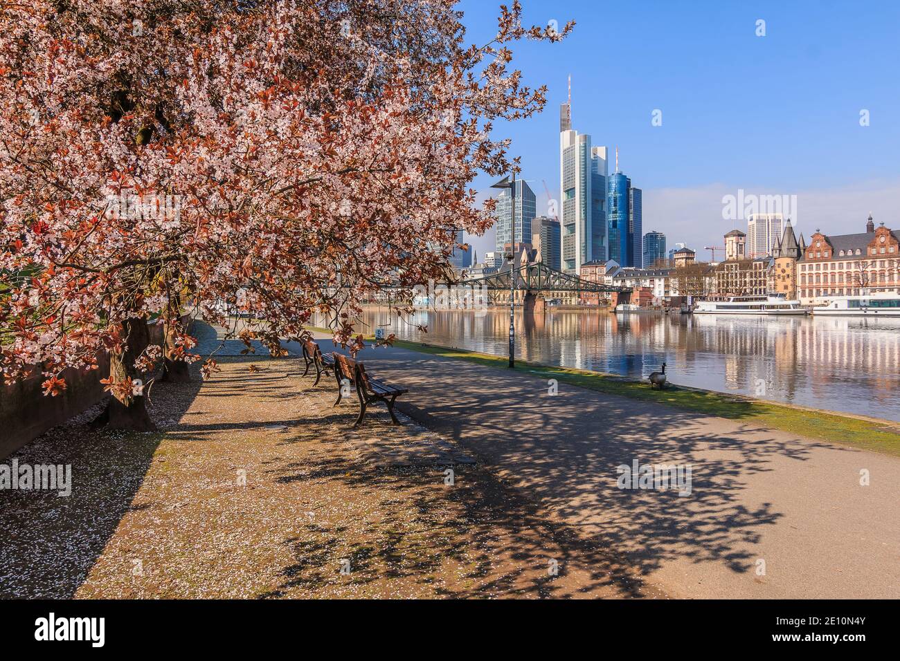 River promenade on the Main in Frankfurt in spring. Skyline with skyscrapers from the financial district with blue sky and sunshine. Tree and bench wi Stock Photo