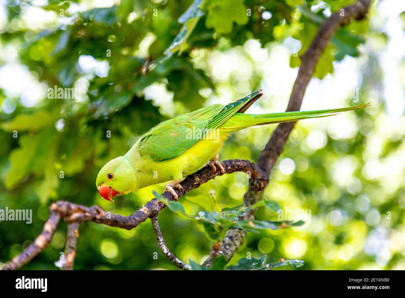 Green parakeet sitting on a branch in a tree, Hyde Park, London, UK Stock Photo