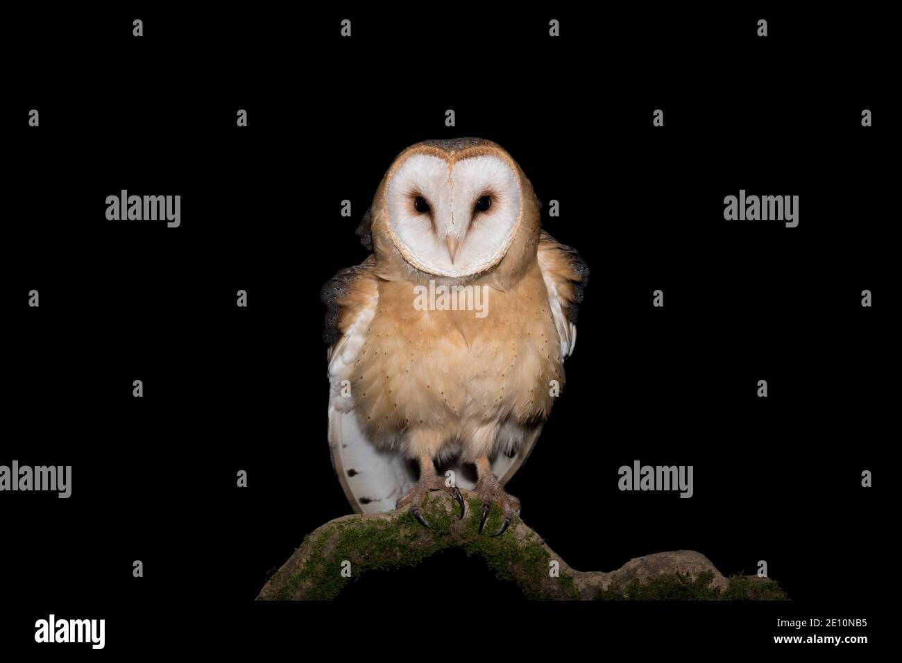 The dark side of the night, portrait of Barn owl (Tyto alba) Stock Photo