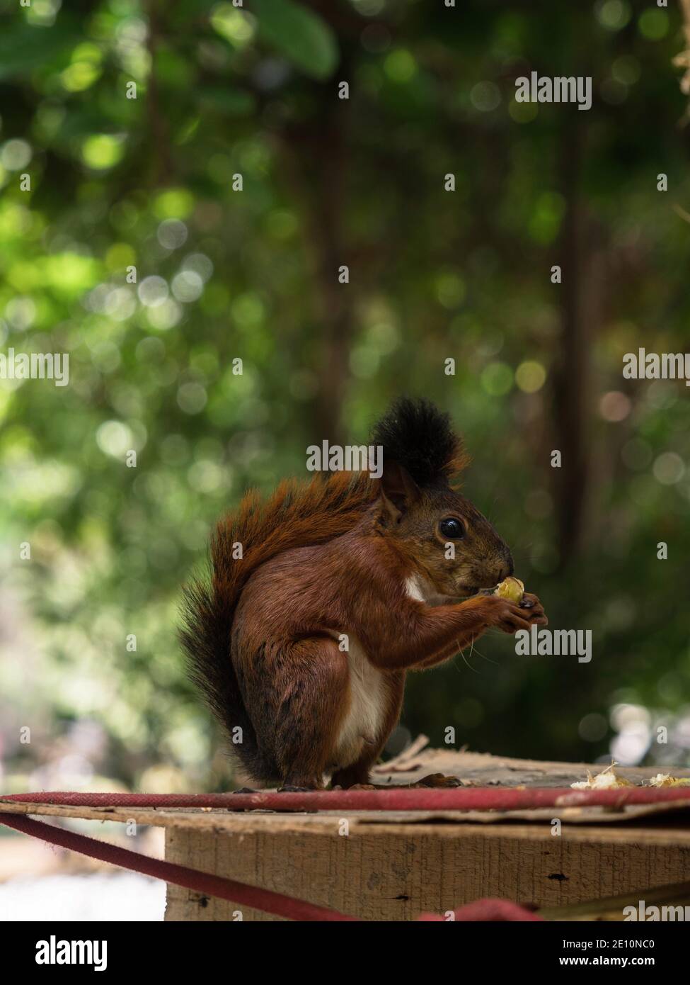 Red-tailed squirrel rodent eating in Parque Centenario park in Cartagena de Indias Bolivar Colombia in Latin South America Stock Photo