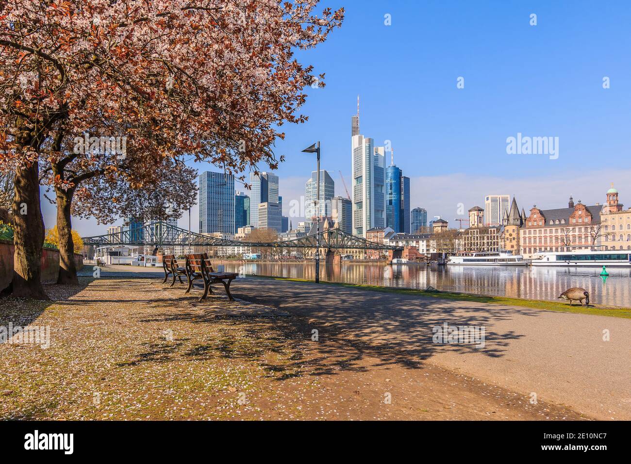 Skyline with skyscrapers of Frankfurt with the river Main. Main bank with path. Tree with blossom and benches in spring. Reflections in the water Stock Photo