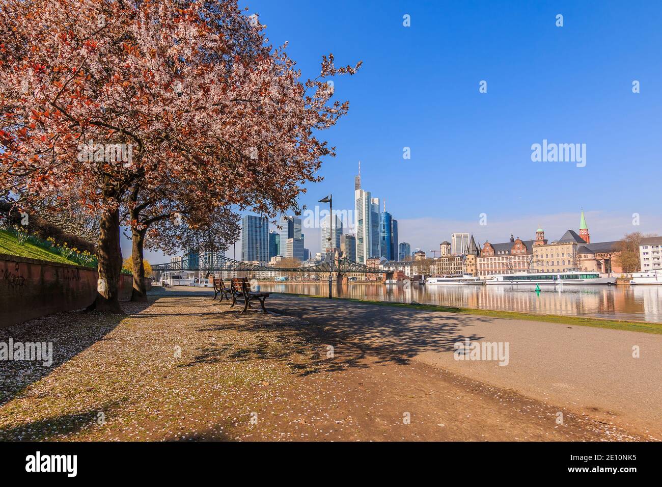 Main riverbank in Frankfurt in spring. Path on the bank with flowers on the tree and benches. High-rise buildings from the financial district with ref Stock Photo