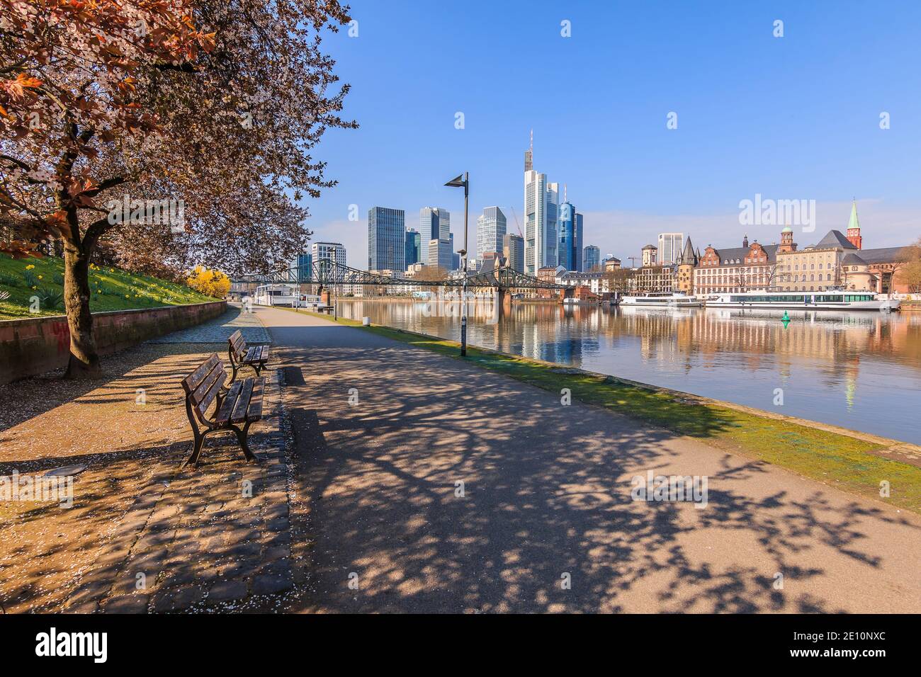 Riverside path on the river Main in Frankfurt. Tree with flowers and benches in spring. Skyscrapers in the financial district with reflections Stock Photo
