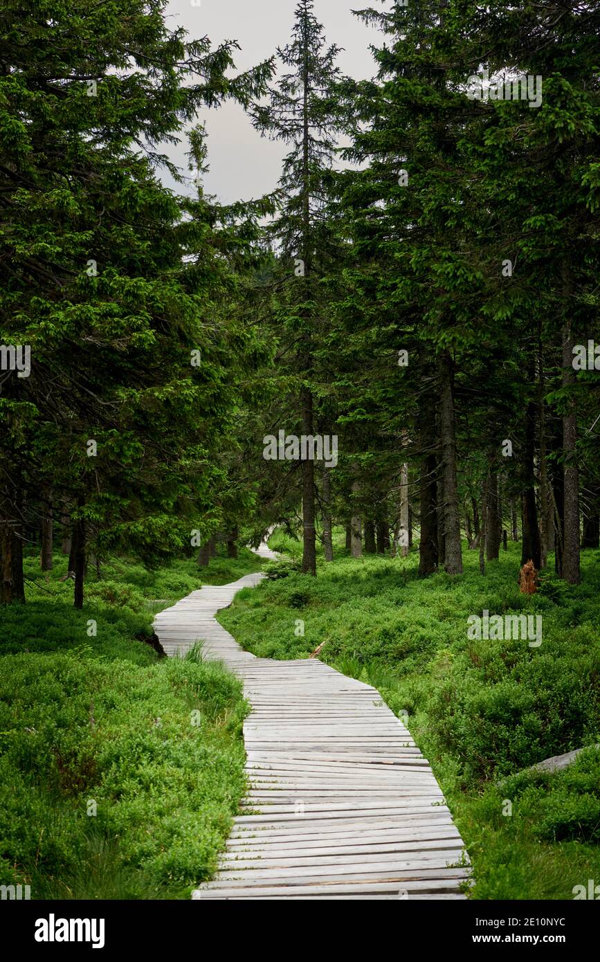 Jeseniky mountains with nice forest in czech republic Stock Photo