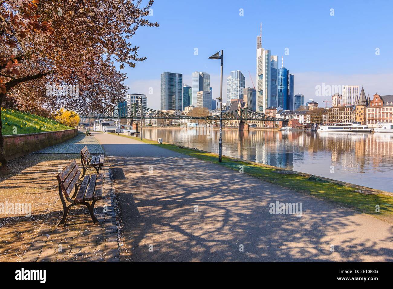 Skyscrapers in the financial district with reflections. Park and path on the banks of the Main on the river Main in Frankfurt. Tree with flowers and b Stock Photo