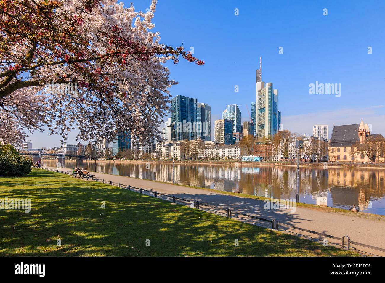 Frankfurt skyline with skyscrapers in the business and financial district. Reflections on the water from the river Main. Tree with blossoms in the sun Stock Photo