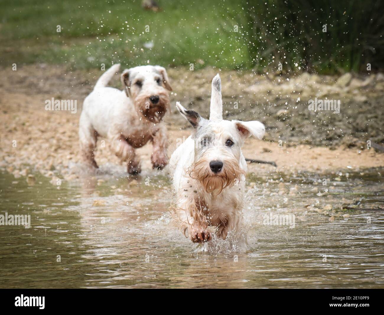 Two white sealyham working terrier dogs running towards camera across a river Stock Photo
