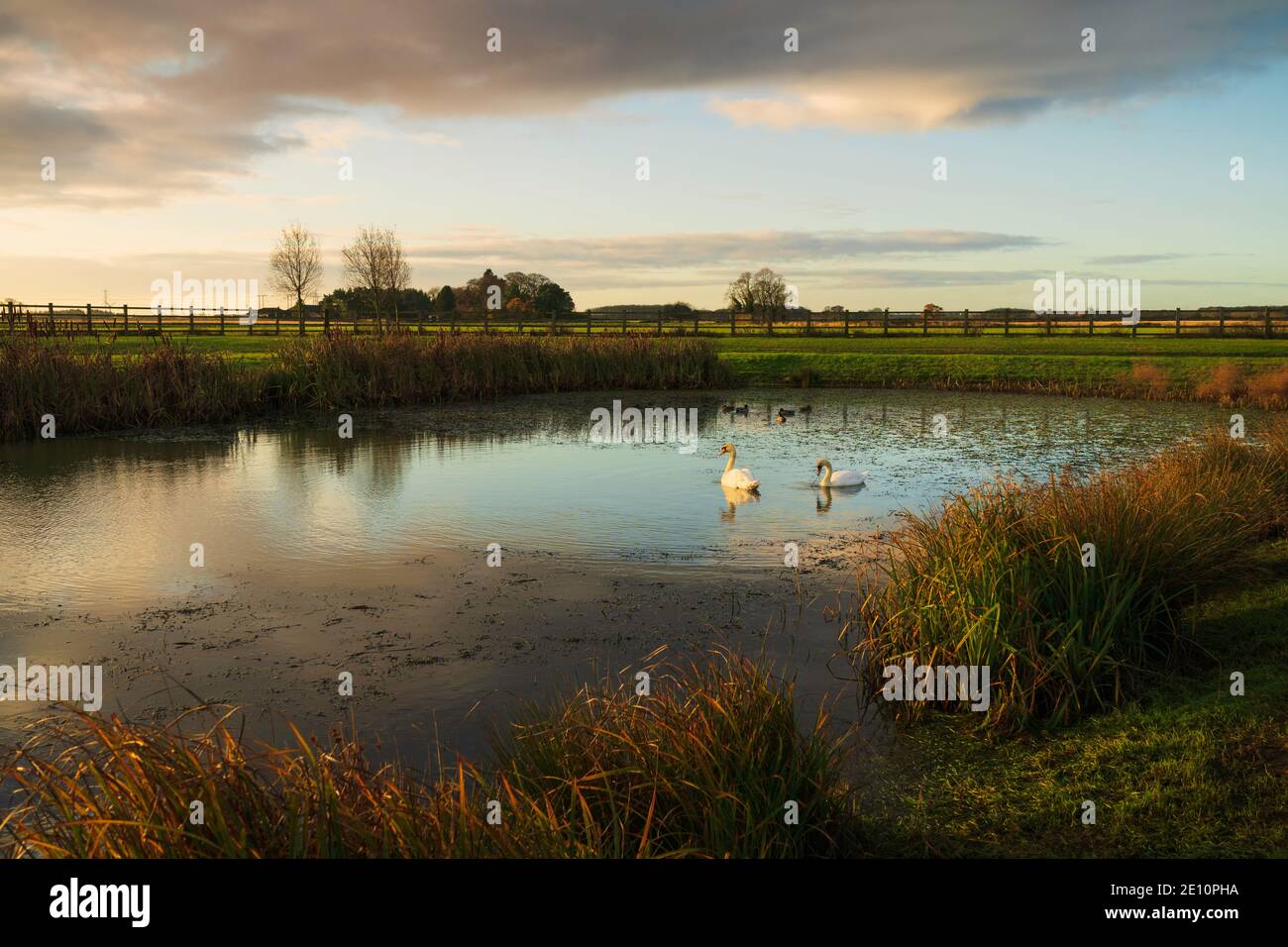 Swans swims in small pond flanked by reeds and farmland under bright cloudy sky at dawn near Minster Way, Beverley, Yorkshire, UK. Stock Photo