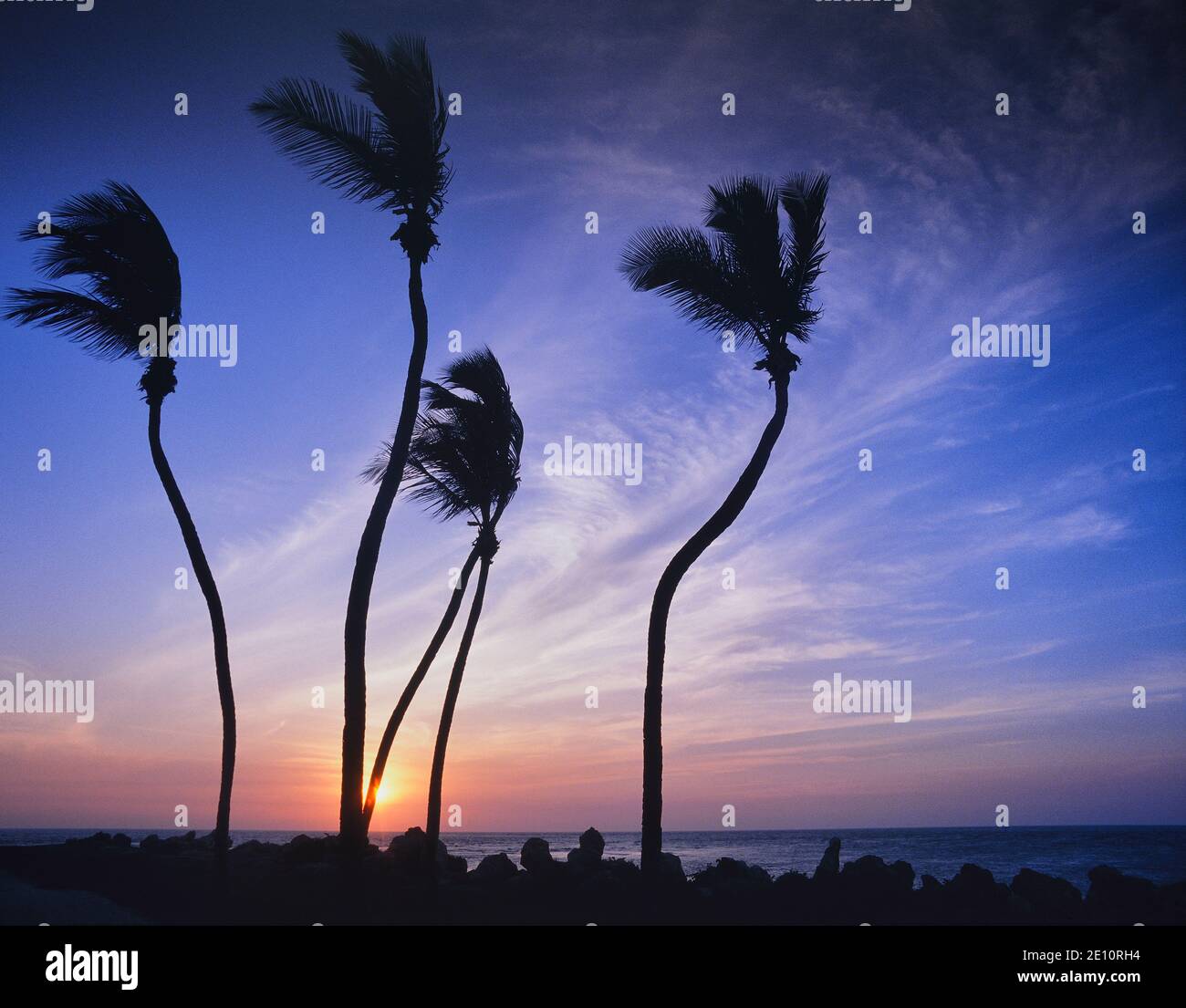 Sunset through crooked Palm trees along the seafront, Fort Myers beach