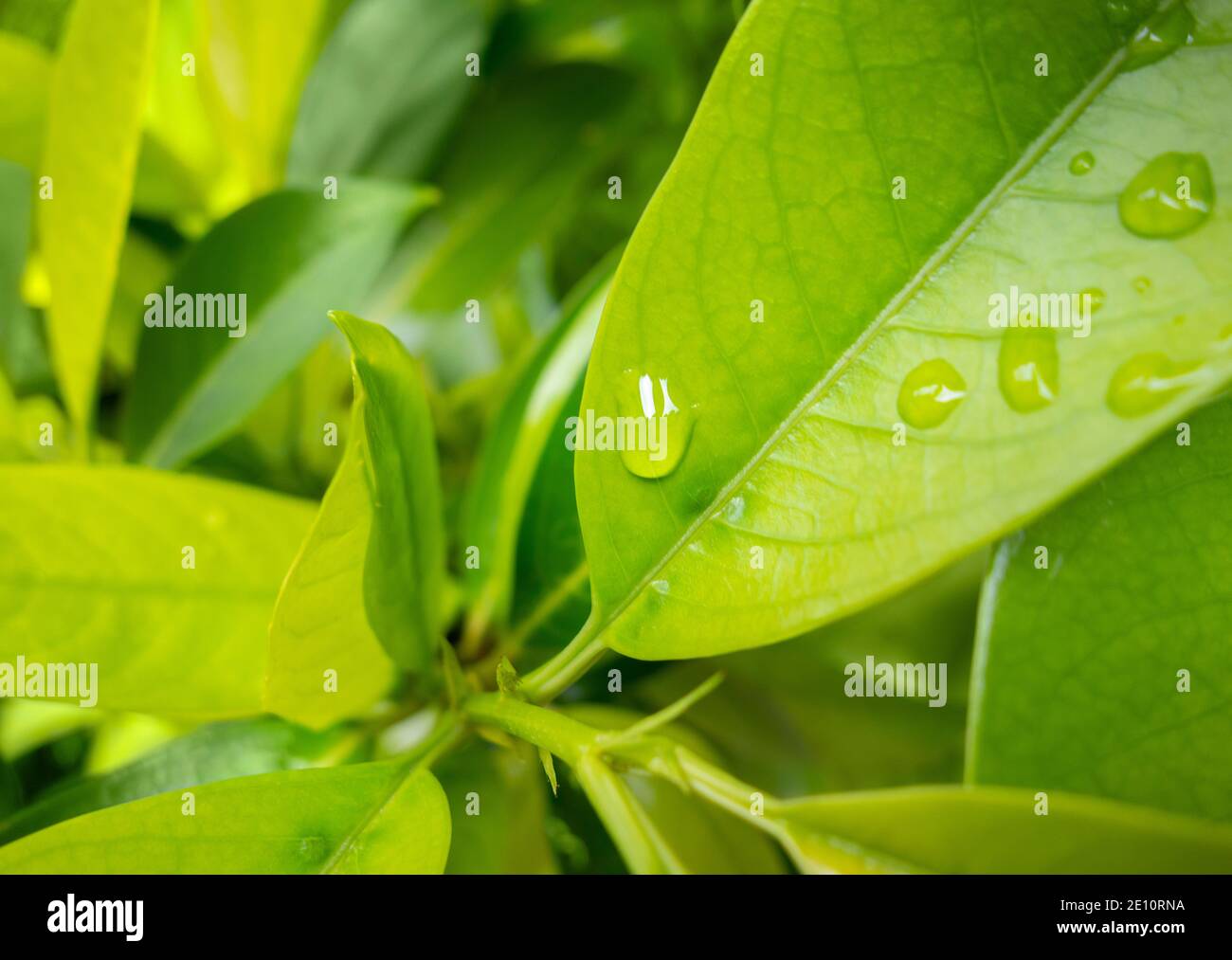 Wet leaves hi-res stock photography and images - Alamy