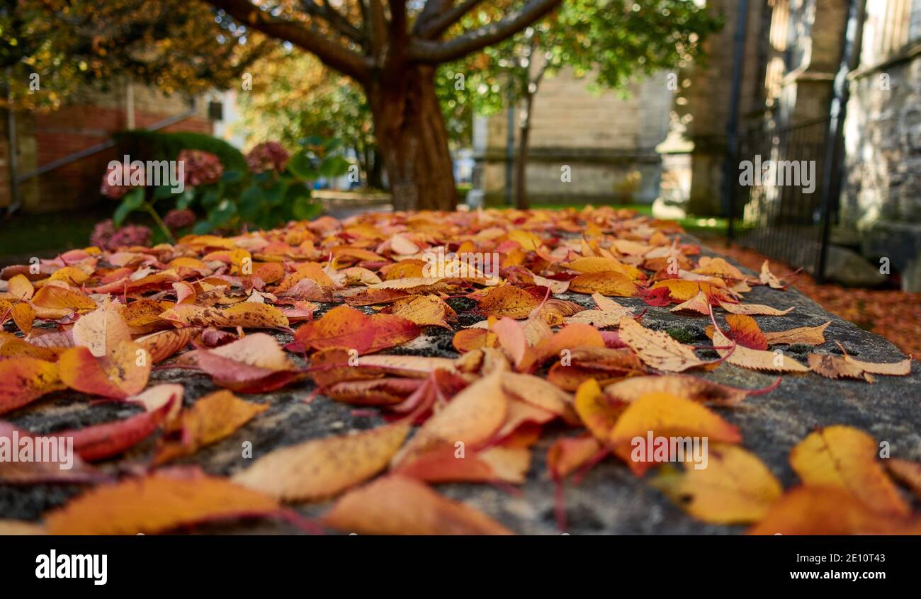 Golden leaves in churchyard hi-res stock photography and images - Alamy