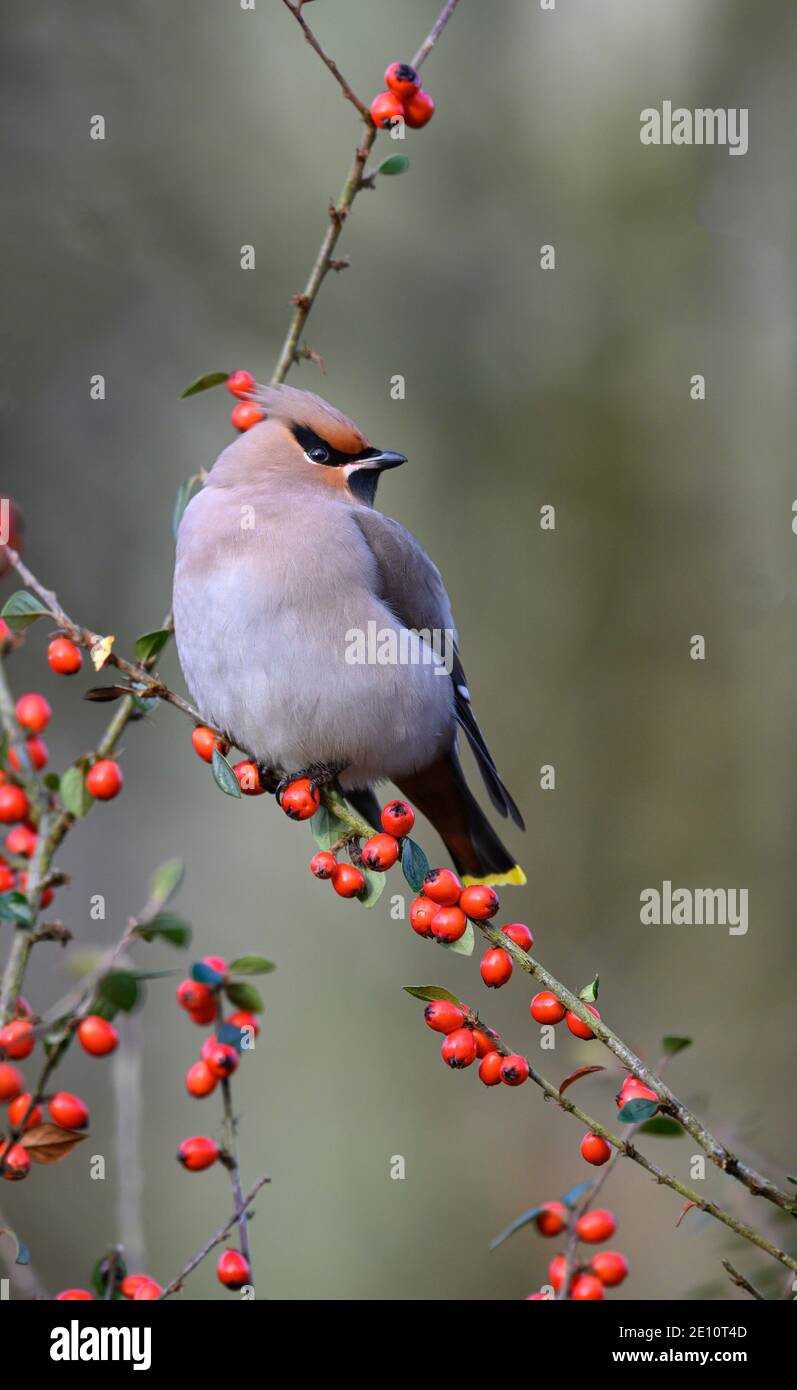 Waxwing Bombycilla garrulus perched in a berry bearing bush at the roadside at Kelling Heath, Norfolk, UK Stock Photo