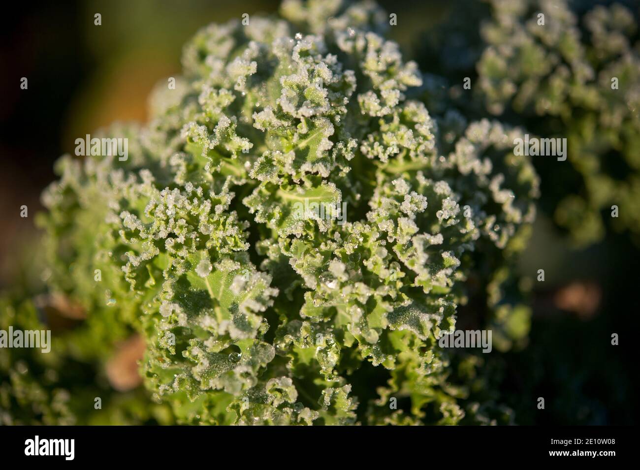 Curly Kale, Brassica oleracea, Kilbrannish South, Mount Leinster, County Wexford, Ireland, Europe Stock Photo
