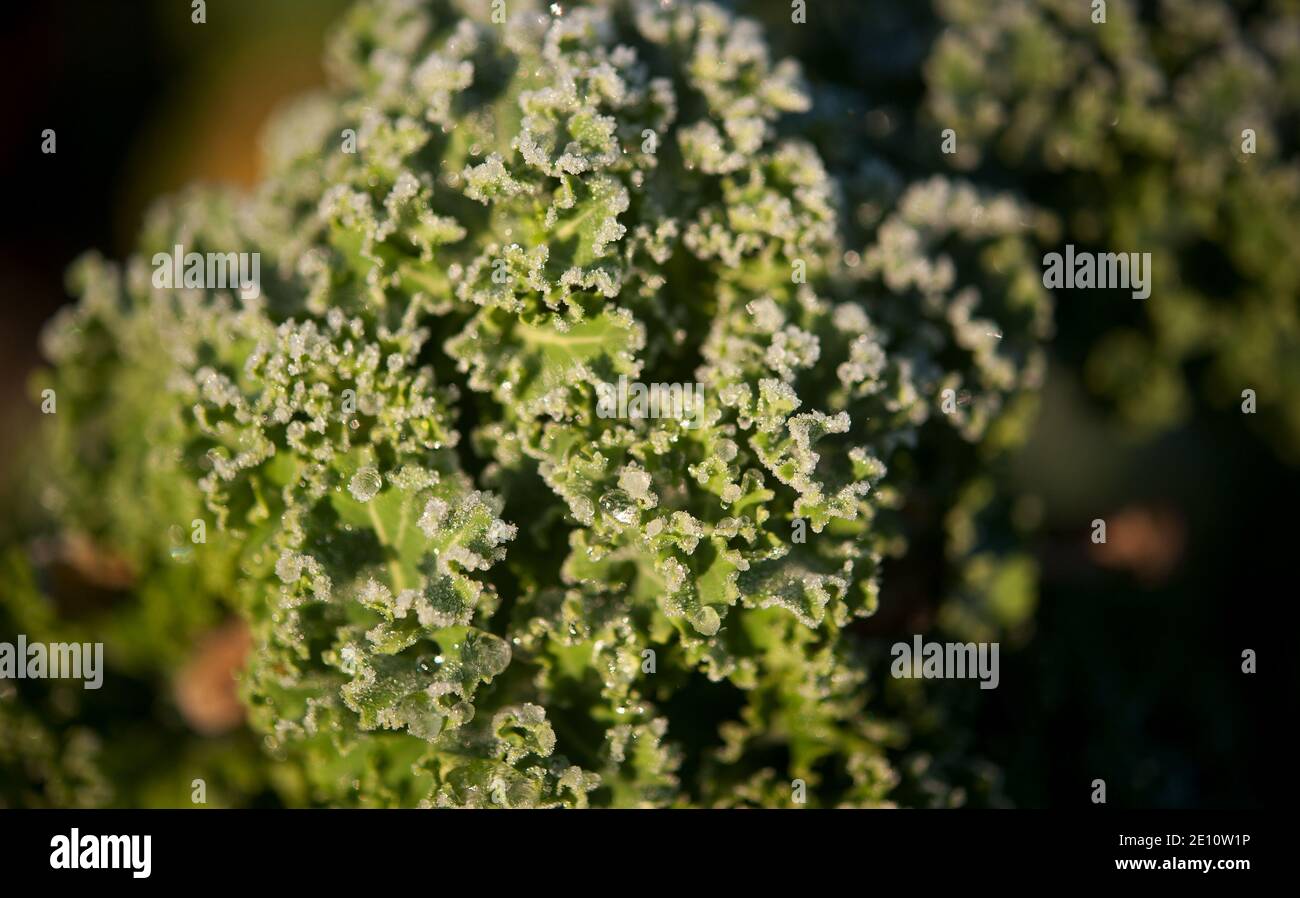Curly Kale, Brassica oleracea, Kilbrannish South, Mount Leinster, County Wexford, Ireland, Europe Stock Photo