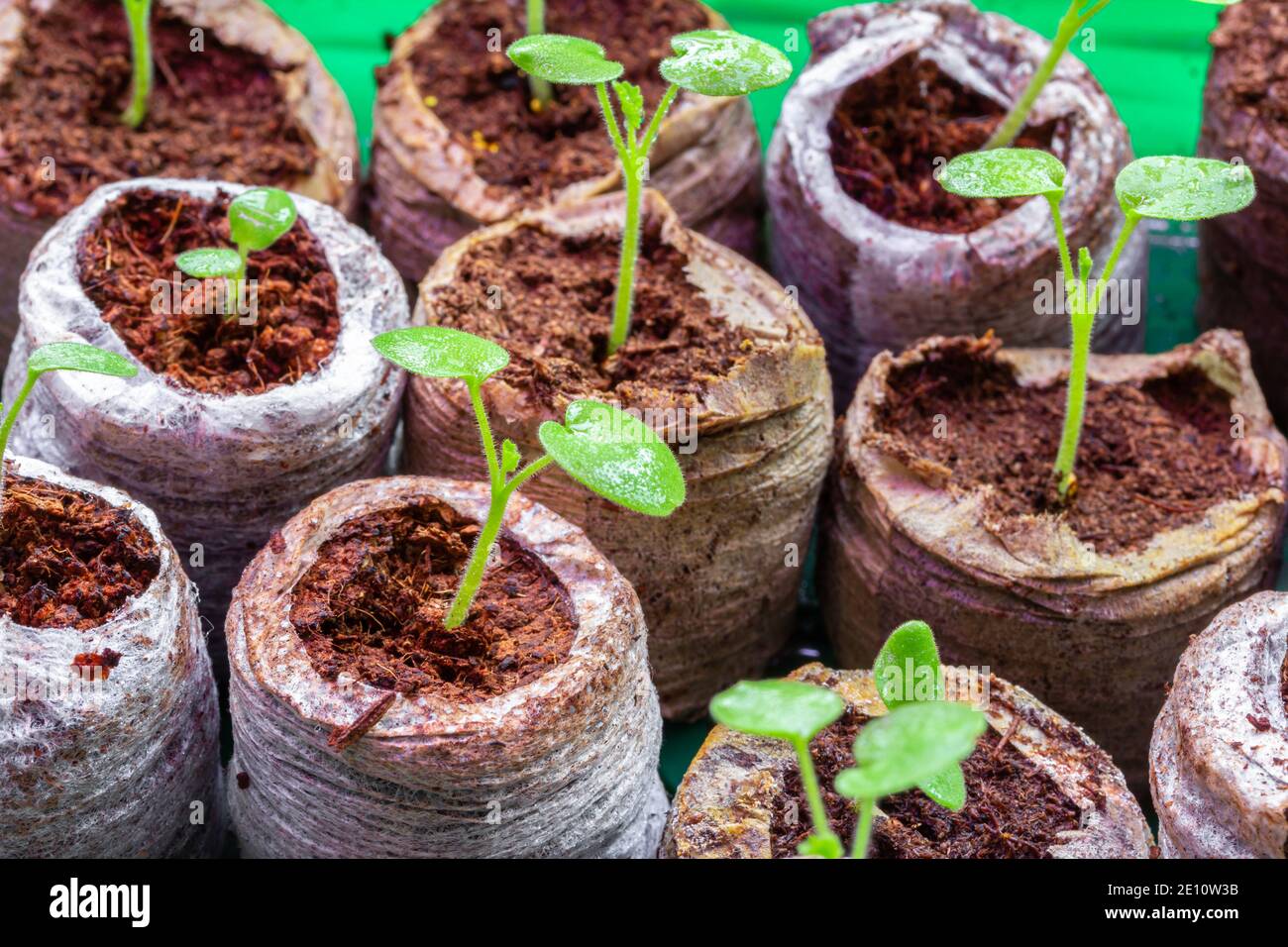 Seedlings in peat tablets. Home plant growing. Preparing for the planting season Stock Photo