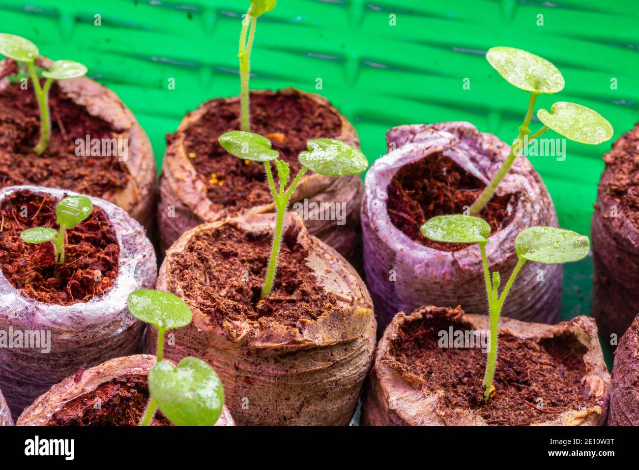 Seedlings in peat tablets. Home plant growing. Preparing for the planting season Stock Photo