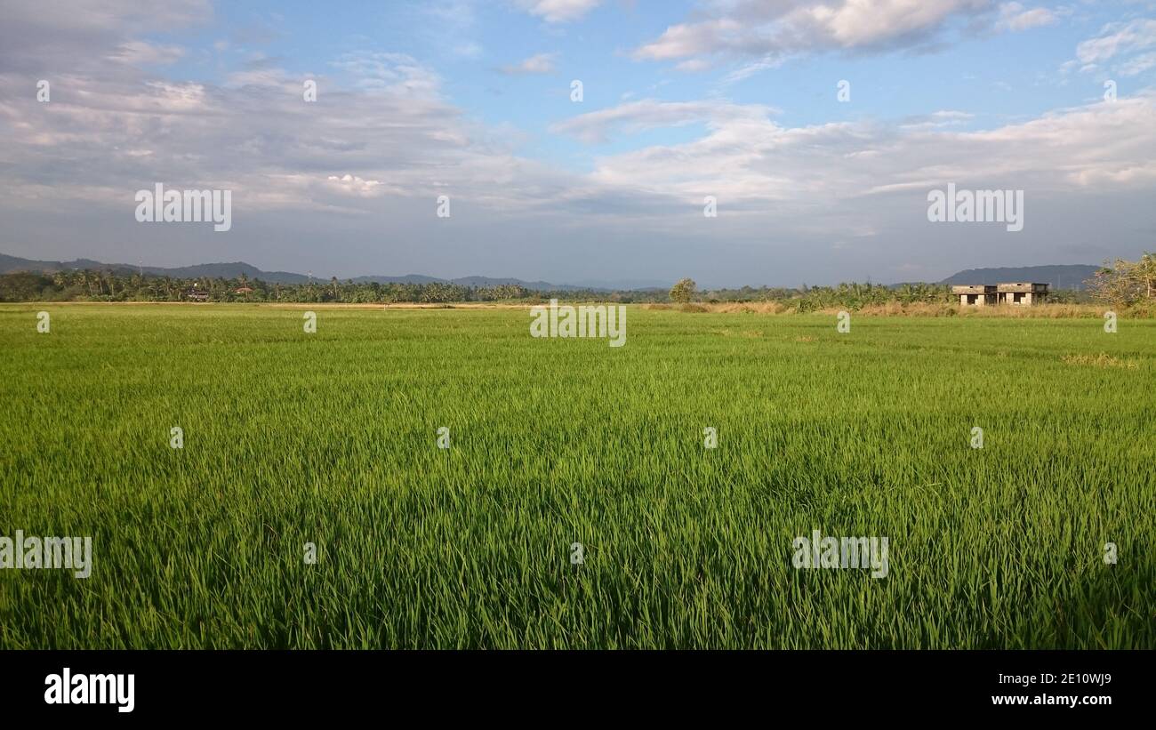 Scenic view of green Paddy field in Kerala Stock Photo