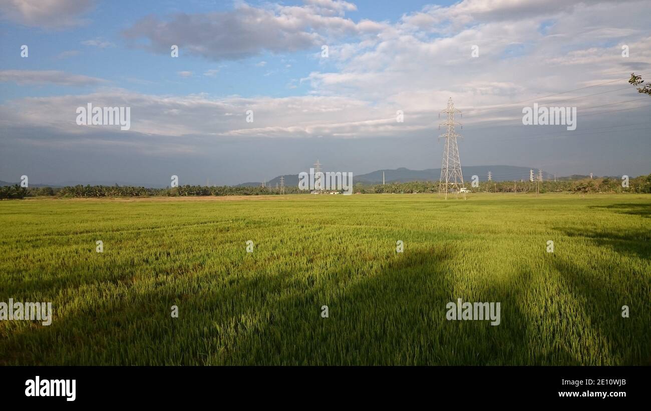 Scenic view of green Paddy field in Kerala Stock Photo