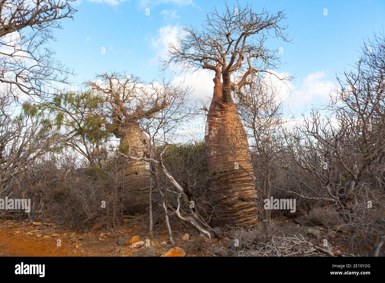 Fony Baobab Adansonia rubrostipa, Lac Tsimanampetsotsa National Park, Madagascar, October 2007 Stock Photo