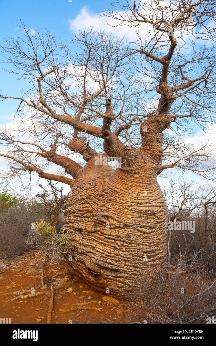 Fony Baobab Adansonia rubrostipa, over 3000 years old, Lac Tsimanampetsotsa National Park, Madagascar, October 2007 Stock Photo
