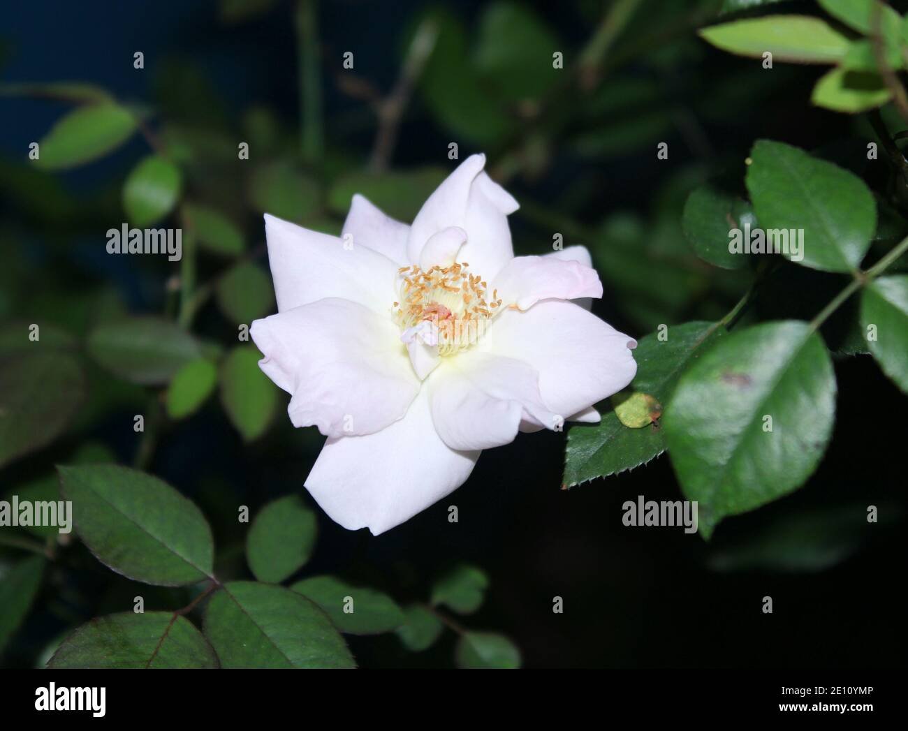 white rose hanging on the tree with green background. night time with ...