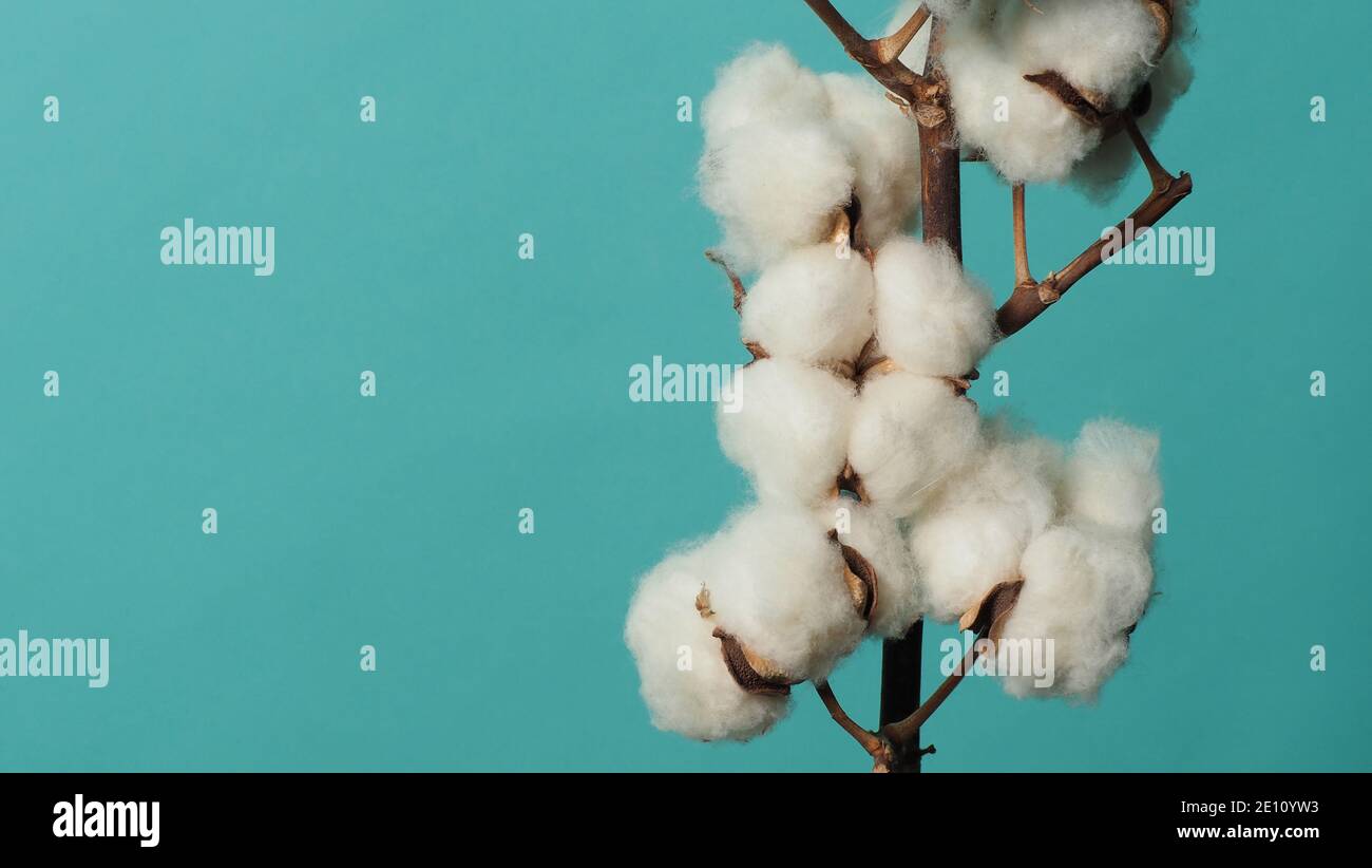 Cotton branch. Real delicate soft and gentle natural white cotton balls