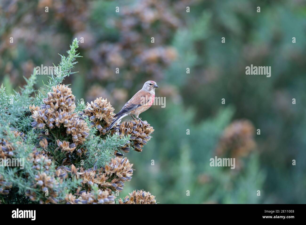 Common linnet Carduelis cannabina, adult male perched on gorse, Crabtree Hill, Forest of Dean, Gloucestershire, UK, July Stock Photo