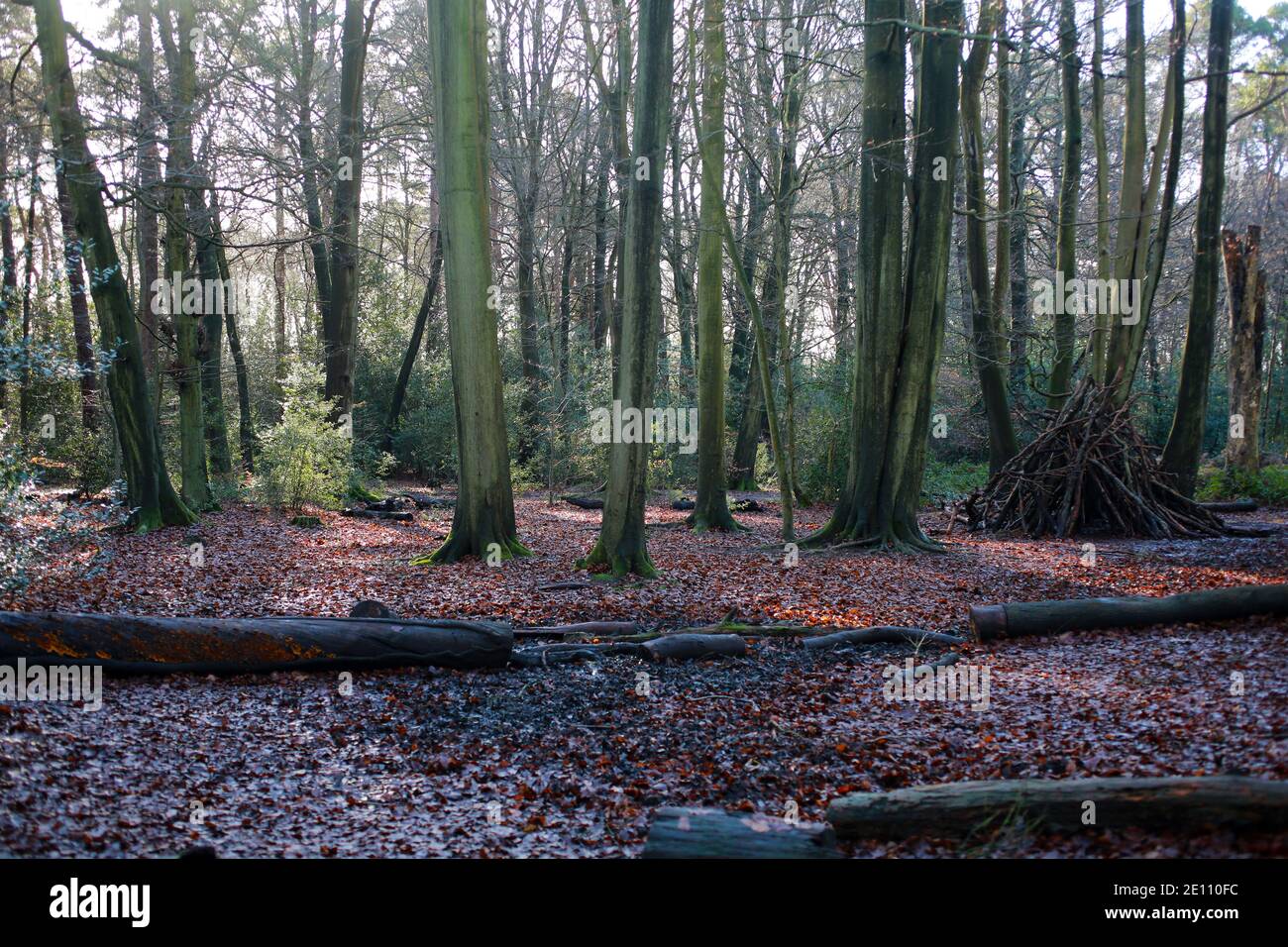Chipperfield Woods, Hertfordshire, UK Stock Photo Alamy