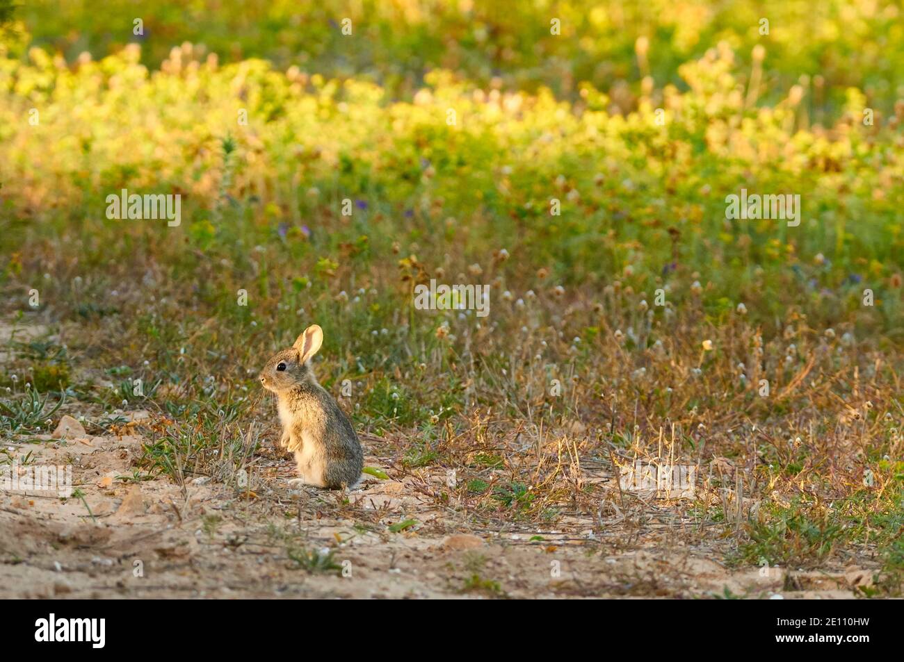 Juvenile european rabbit (Oryctolagus cuniculus) in a blooming mediterranean field in Ses Salines Natural Park (Formentera, Balearic Islands, Spain) Stock Photo