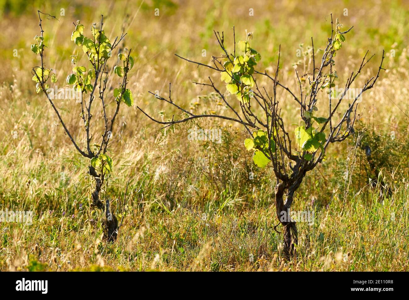 Common grape vine (Vitis vinifera) in grass field at Can Marroig public estate in Ses Salines Natural Park (Formentera, Balearic islands, Spain) Stock Photo