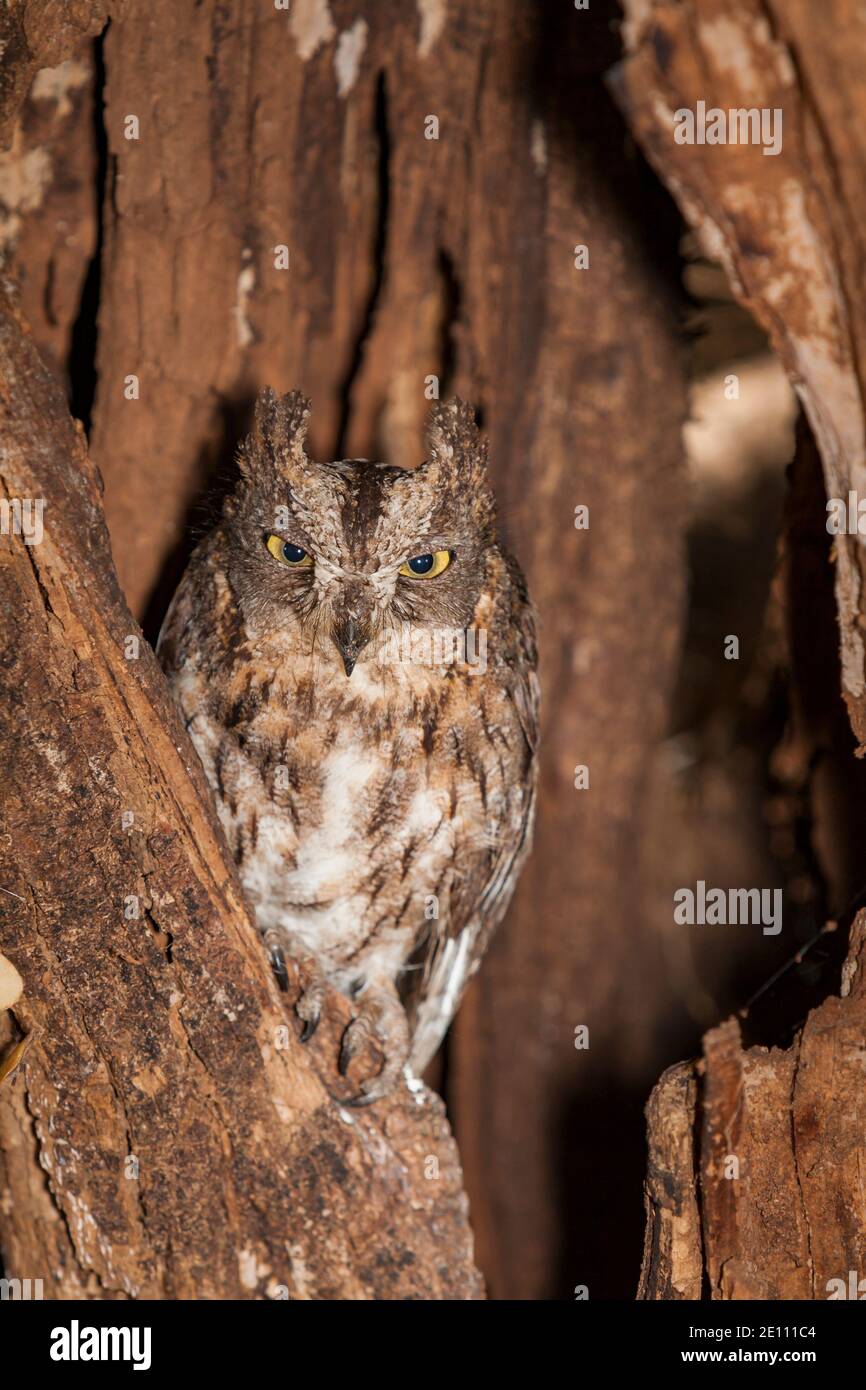 Rainforest scops owl Otus rutilus, adult roosting in hollow tree, Ankarafantsika Nature Reserve, Marovoay, Madagascar, October Stock Photo