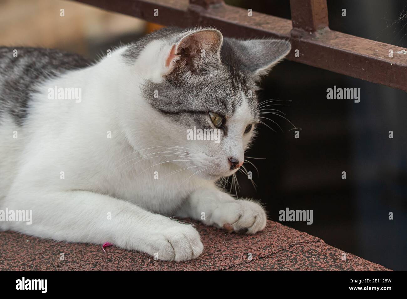 close up view of gray and white cat Stock Photo