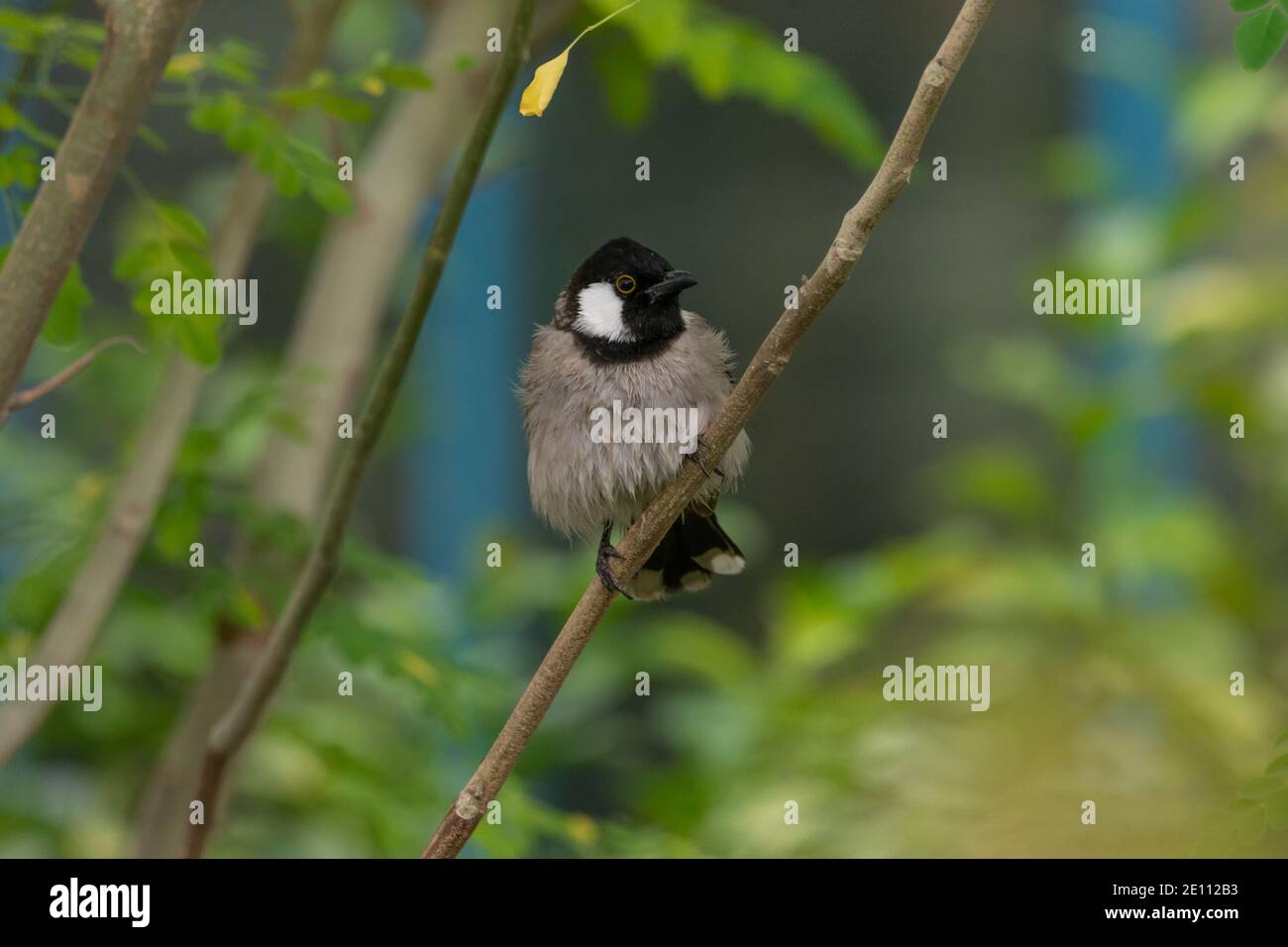 White-eared bulbul Stock Photo