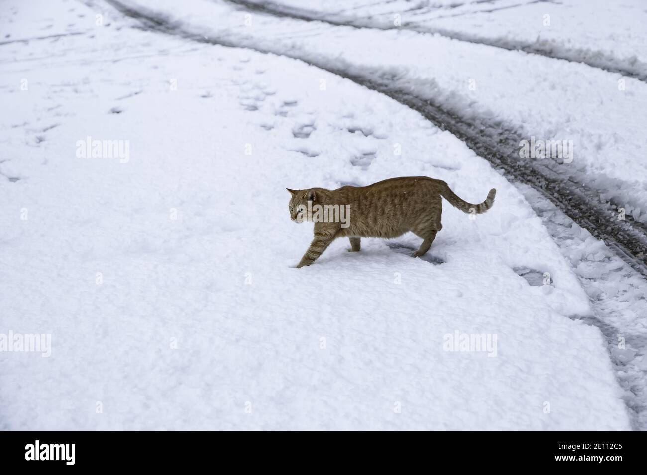 Cat walking in snow, mammal wild animals, abandonment pets Stock Photo