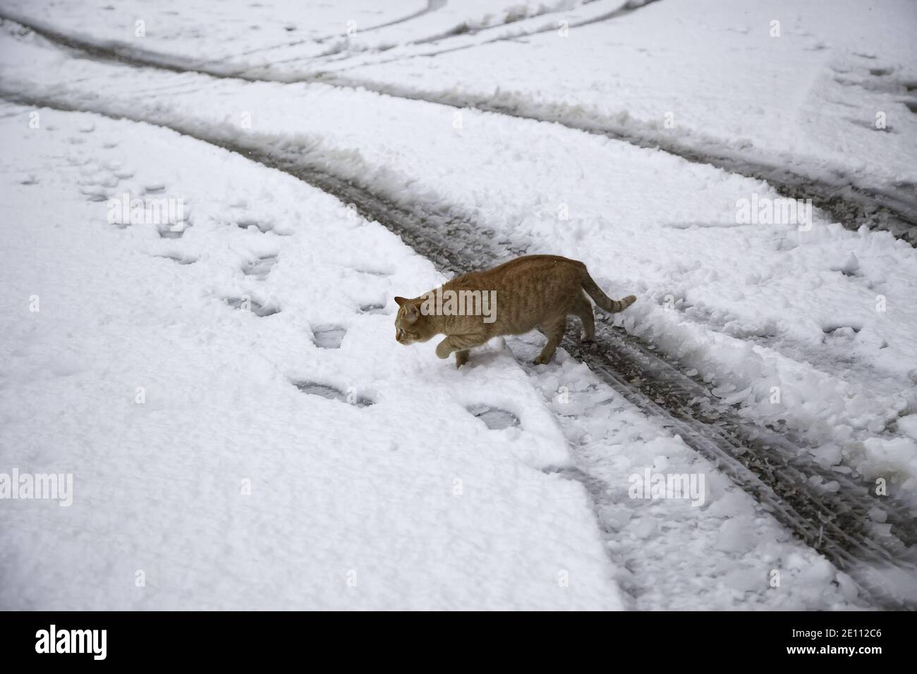 Cat walking in snow, mammal wild animals, abandonment pets Stock Photo