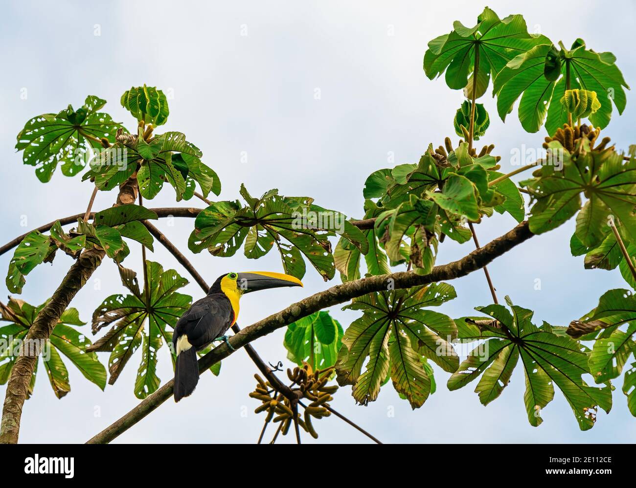 Chestnut Mandibled Toucan or Swainson's Toucan (Ramphastos swainsonii) in Mindo, Ecuador. Stock Photo