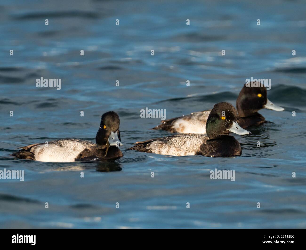 Lesser Scaup, Aythya affinis, in Mission Bay, San Diego, California Stock Photo