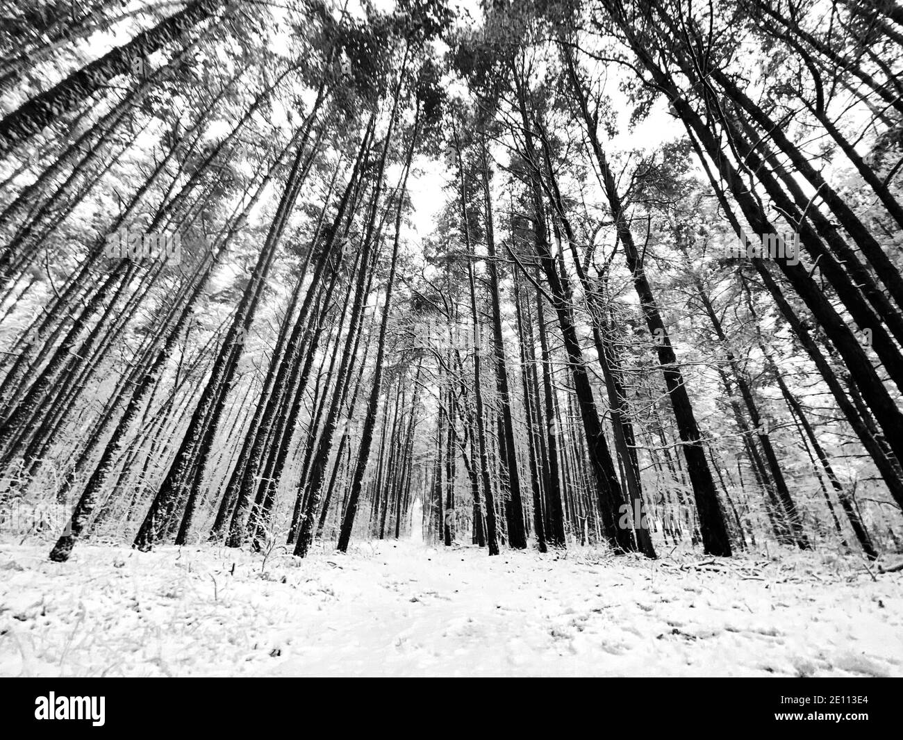 Wide angle view of a forest during snowfall in black and white Stock ...