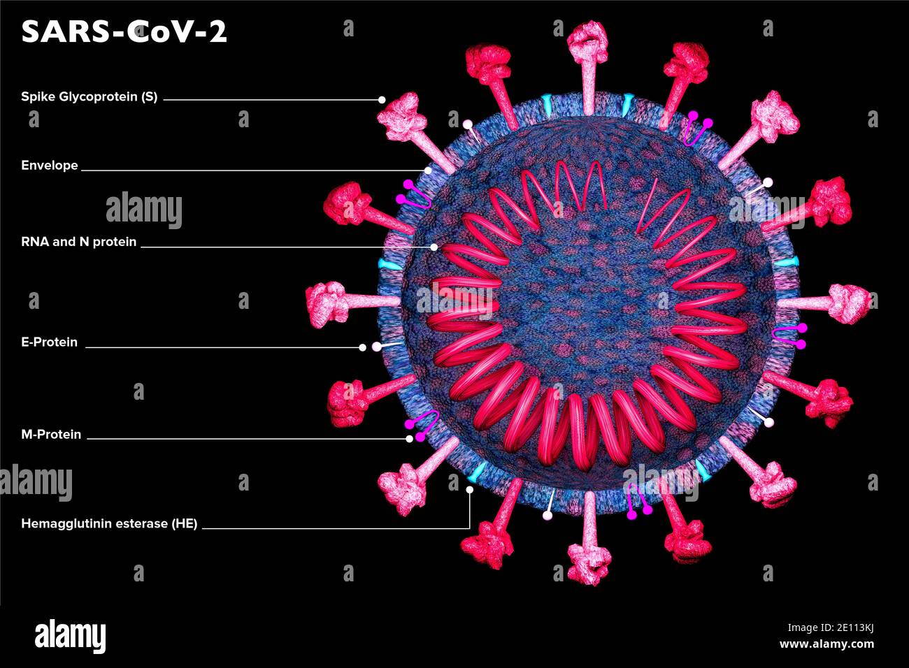 Section of the coronavirus. Microscopic view of covid-19. How SARS-Cov-2 is made. Scientific analyzes and studies. Vaccines, how they act on the virus Stock Photo