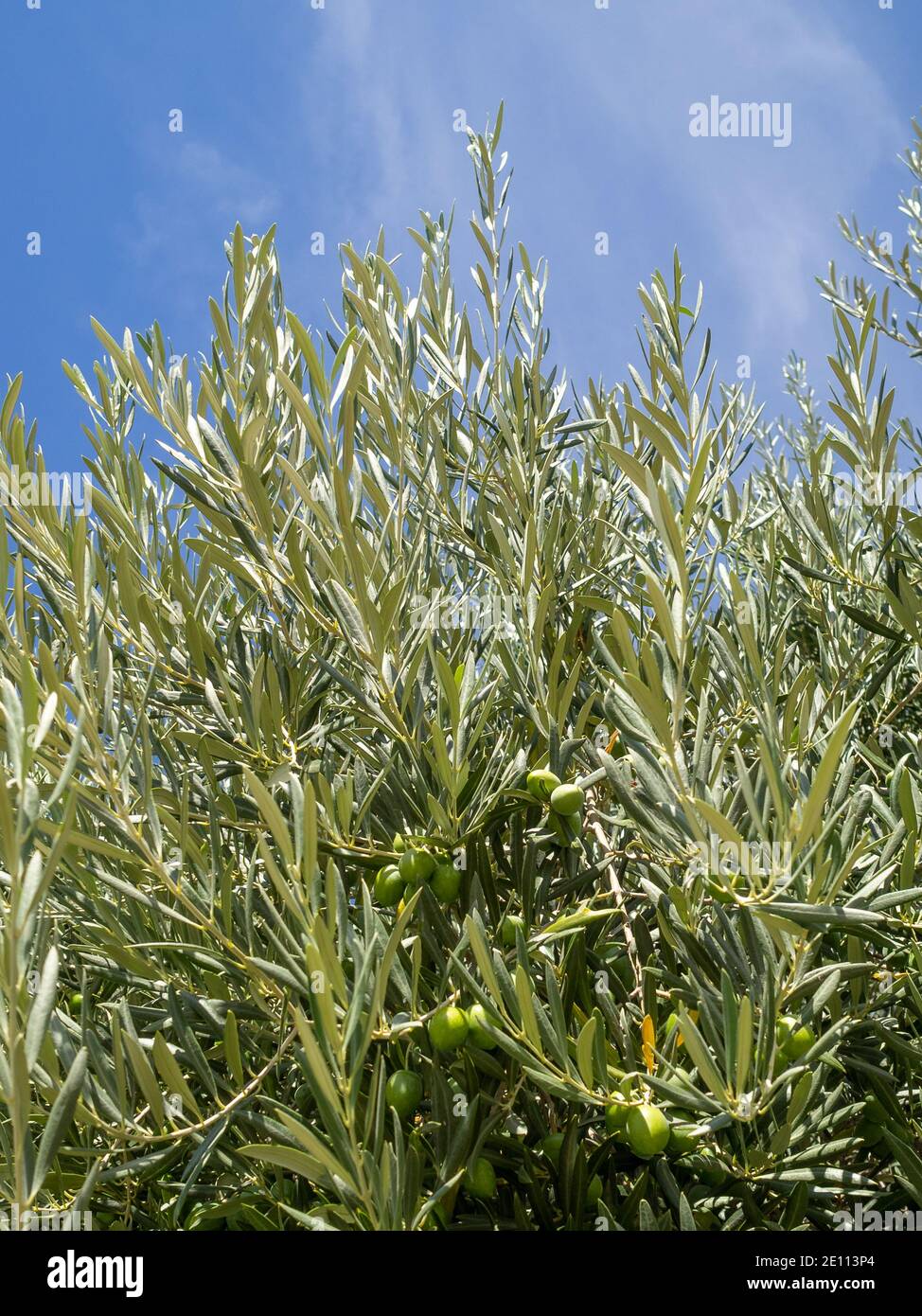 Olive tree branches with green olives Stock Photo Alamy
