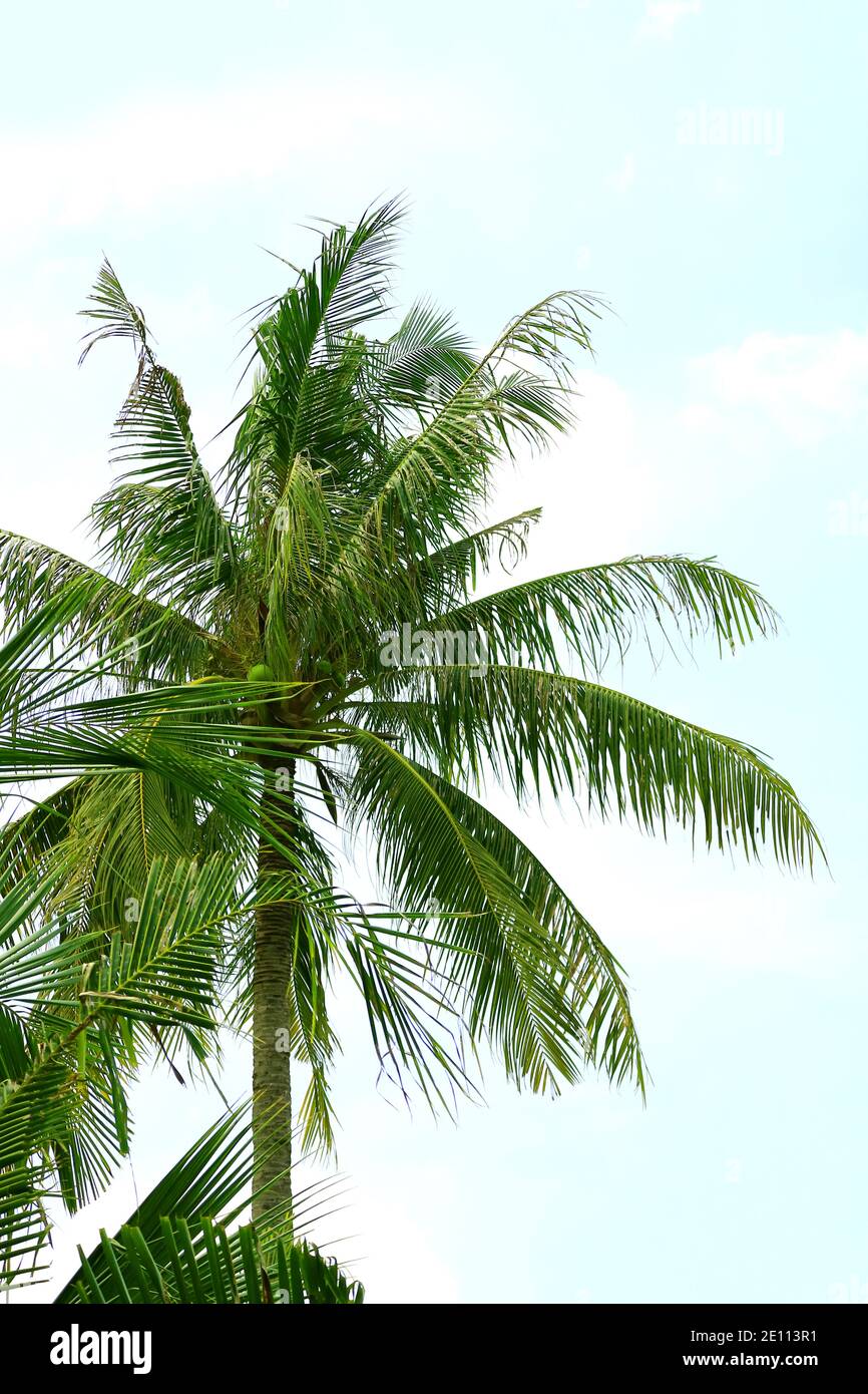 Tall Coconut Palm Tree against Blue Sky Stock Photo - Alamy