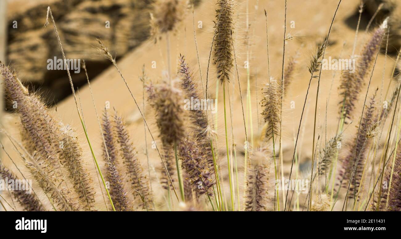 Fox tail flowers in front of dune Stock Photo