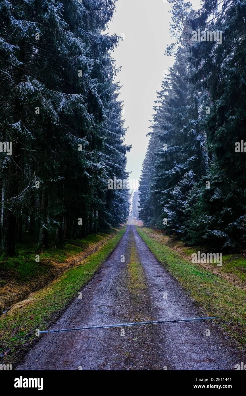 Winter Time Tree Hiking trail in forest at winter time. Tree covered with frost. Nobody ...