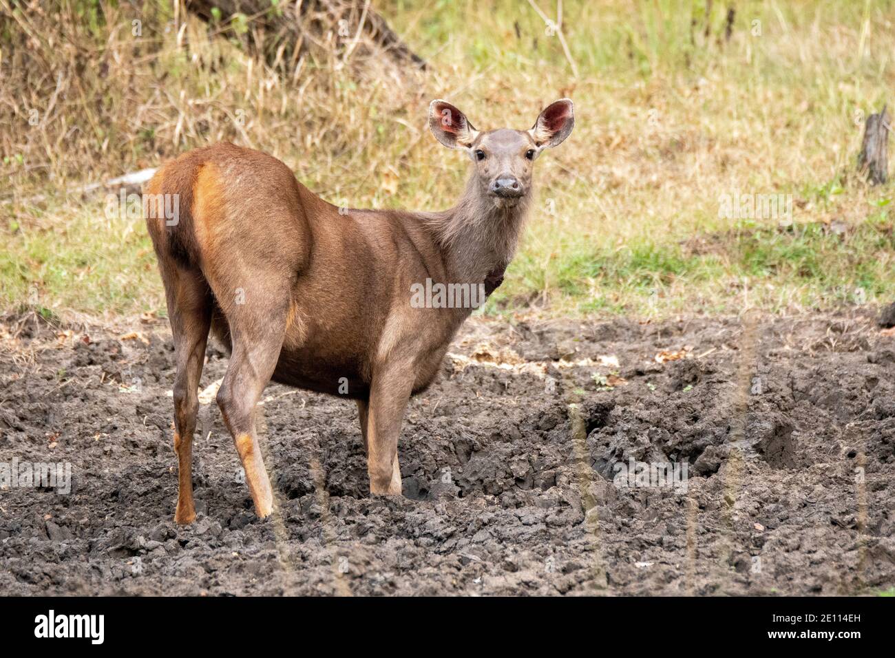 Salt licks deer hires stock photography and images Alamy