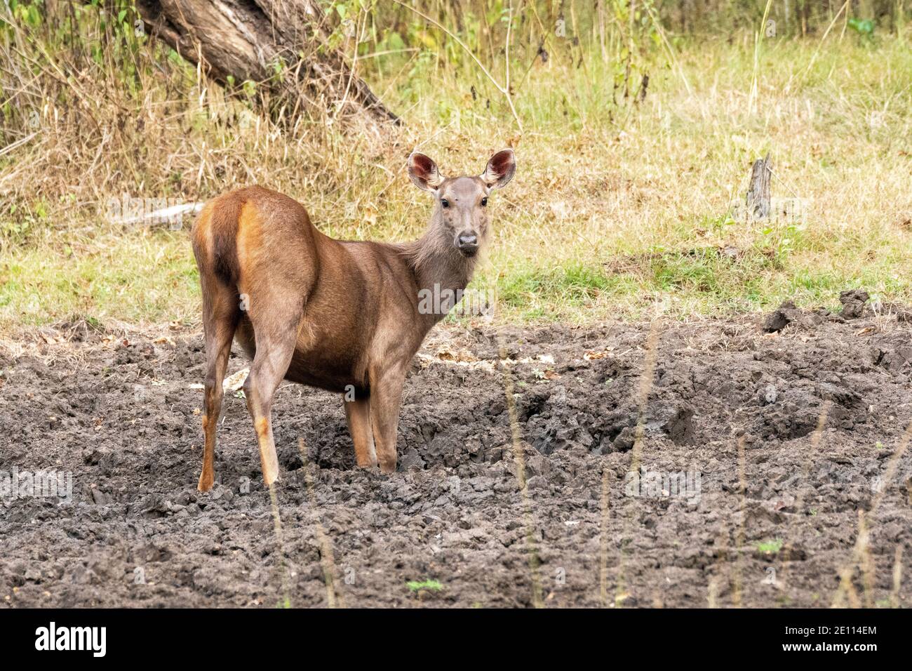 Salt licks deer hires stock photography and images Alamy