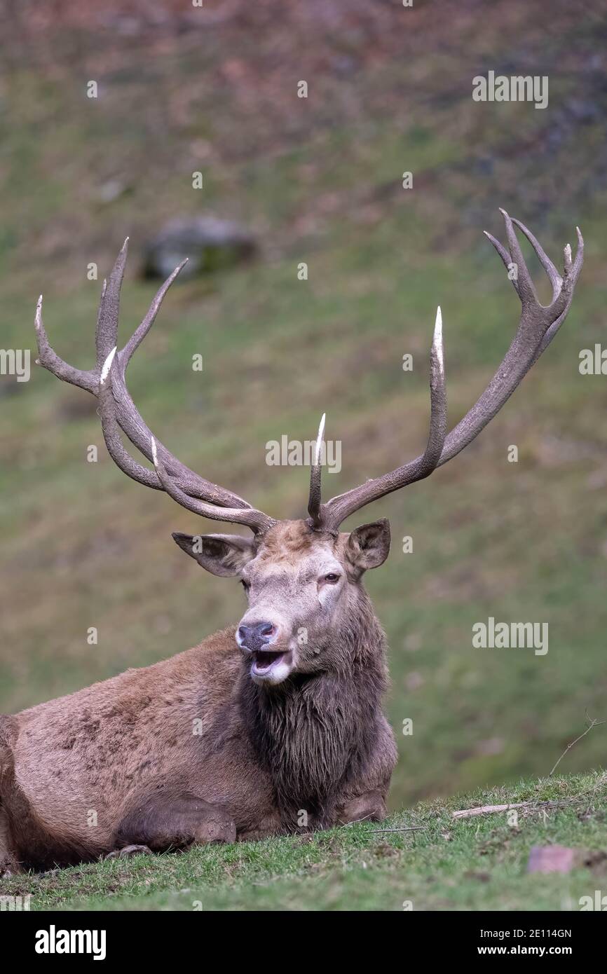 Red Deer Stag, Deer Stag Resting in a Meadow During Winter, Red Deer Stag Laying Down Stock Photo