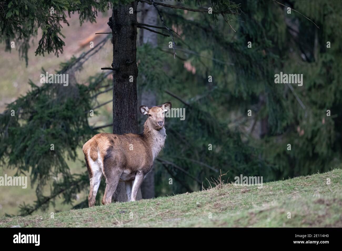 Carpathian Red Deer Stag and Red Deer Doe Stock Photo