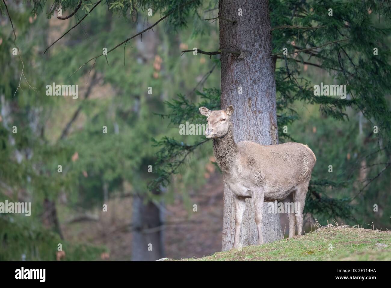 Carpathian Red Deer Stag and Red Deer Doe Stock Photo