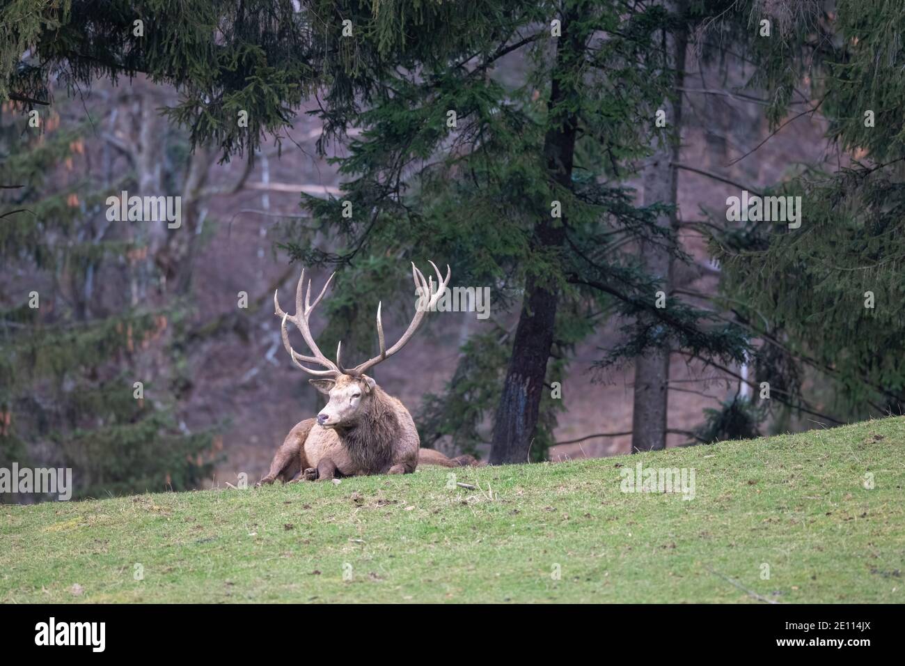 Red Deer Stag, Deer Stag Sitting in a Meadow During Winter, Red Deer Stag Laying Down Stock Photo